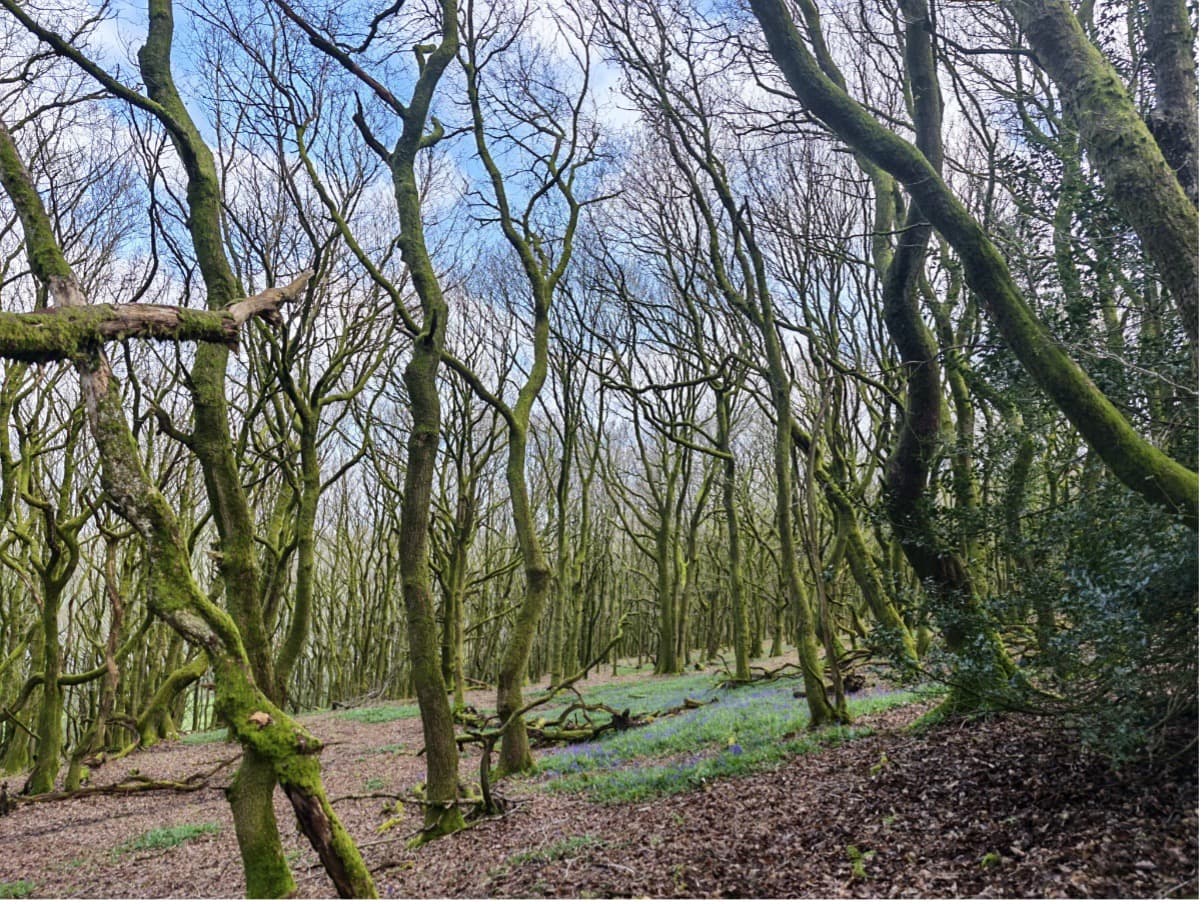 Ancient Forests